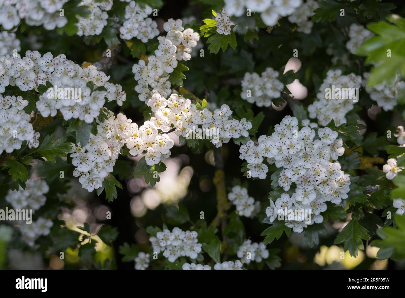 Hawthorn  tree blossom bursting into life in the warm spring sunshine Stock Photo