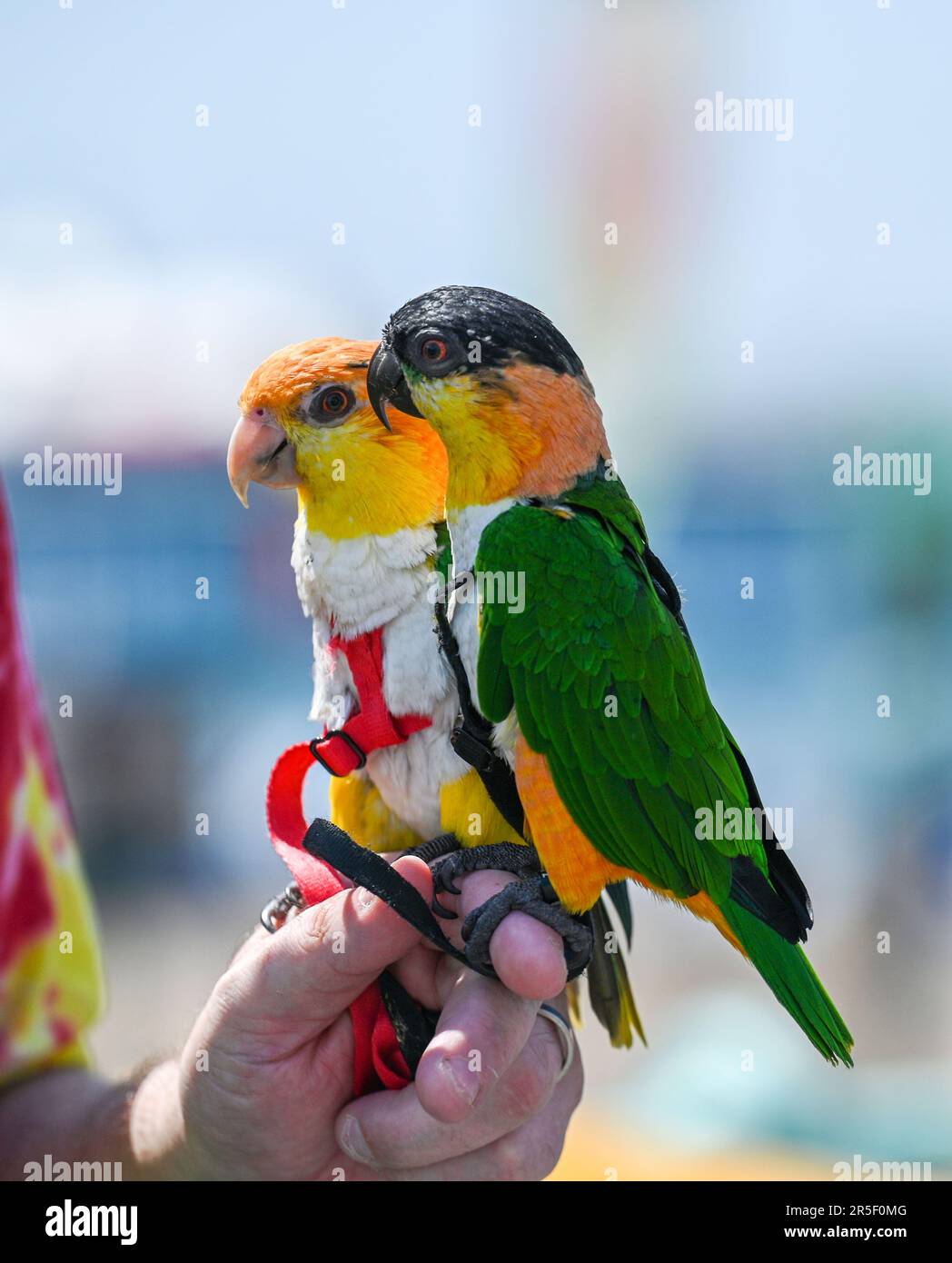 Brighton UK 3rd June 2023 - A family from London with their pet parrots got plenty of interest from visitors enjoying a hot sunny day on Brighton seafront : Credit Simon Dack / Alamy Live News Stock Photo