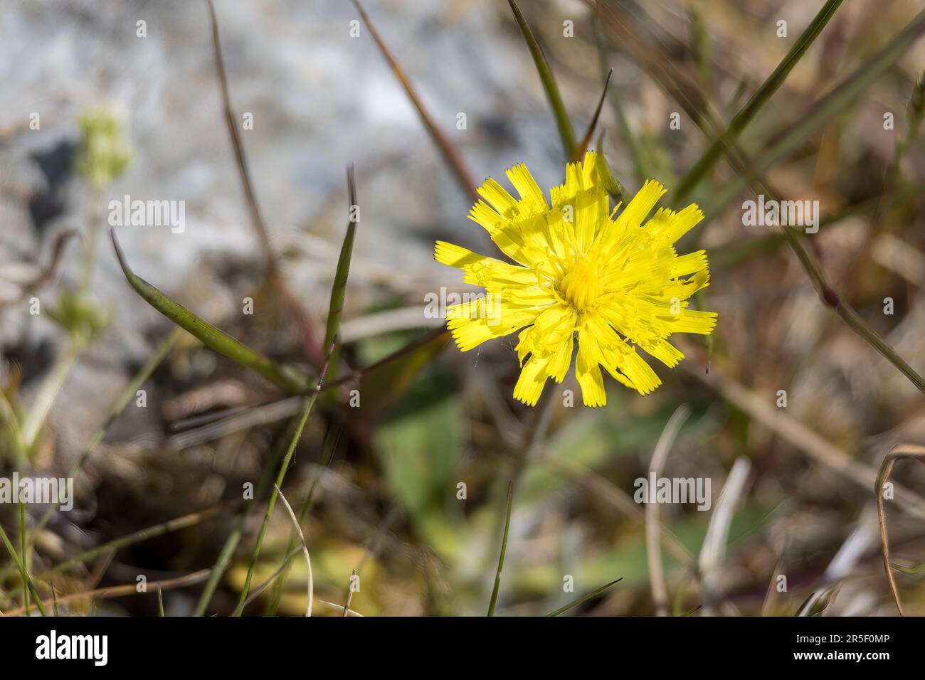 Glaucous Fox-and-cubs, pilosella lactucella, flowering in the Welsh countryside Stock Photo