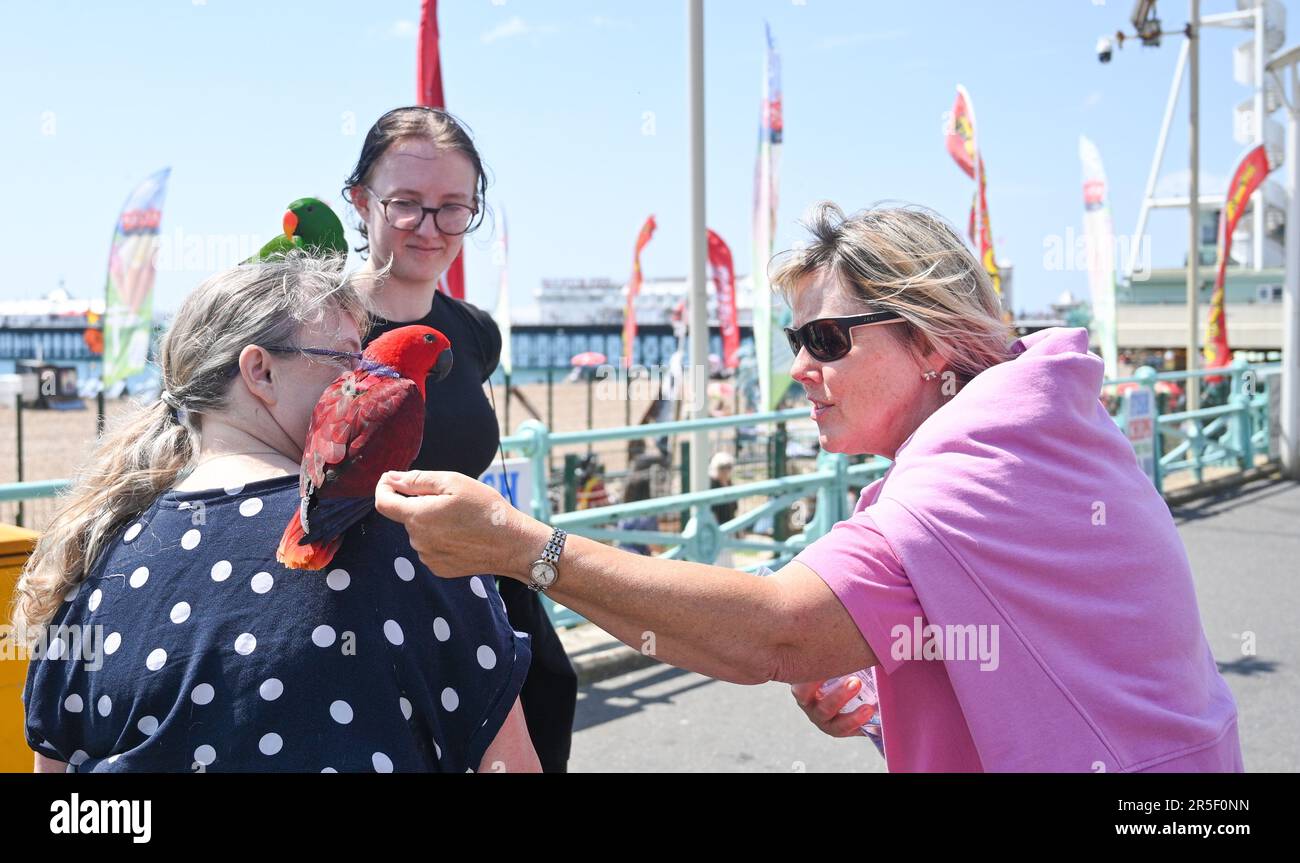 Brighton UK 3rd June 2023 - A family from London with their pet parrots got plenty of interest from visitors enjoying a hot sunny day on Brighton seafront : Credit Simon Dack / Alamy Live News Stock Photo