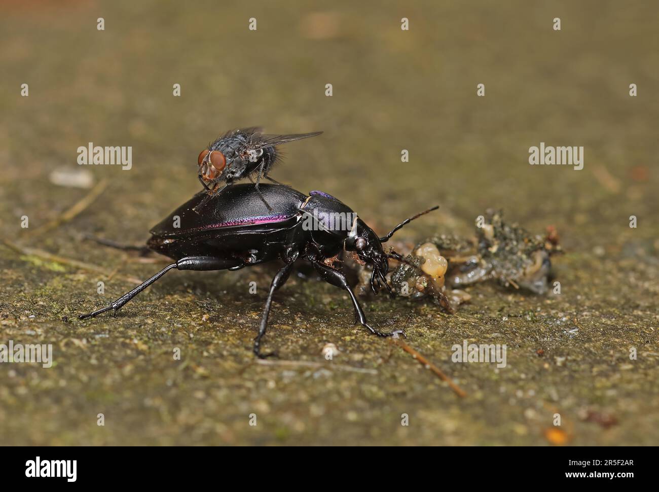 Violet Ground Beetle (Carabus violaceus) adult feeding on squashed slug with mites and House Fly  Eccles-on-Sea, Norfolk        September Stock Photo