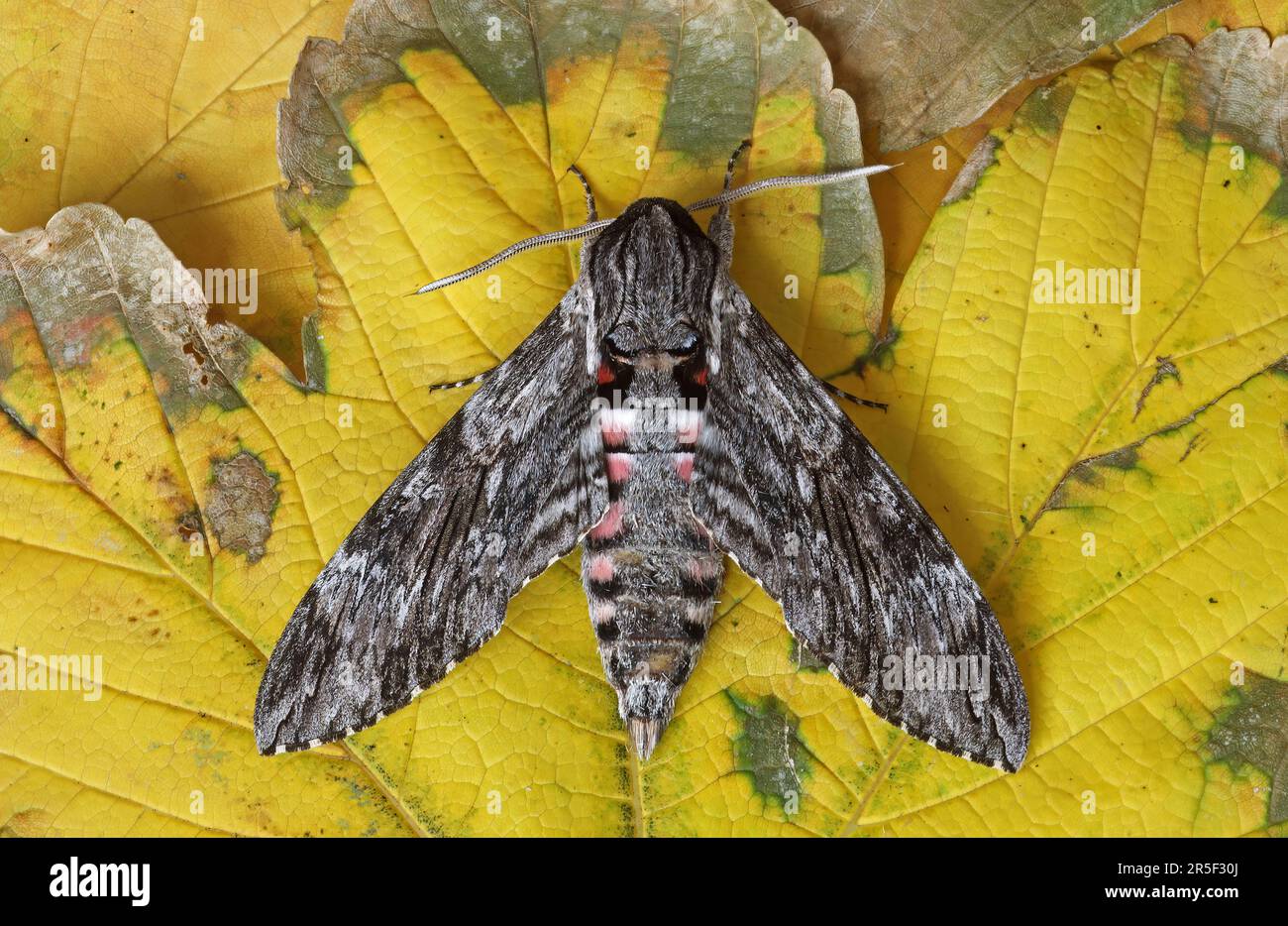 Convolvulus Hawk-moth (Agrius convolvulii) adult at rest on leaf  Eccles-on-Sea, Norfolk           September Stock Photo