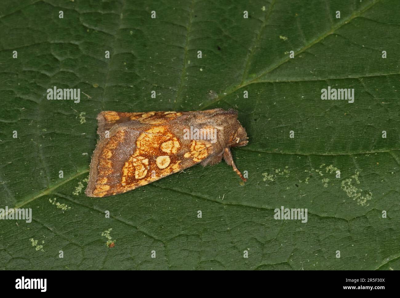 Frosted Orange Moth (Gortyna flavago) adult at rest om leaf  Eccles-on-Sea, Norfolk            September Stock Photo