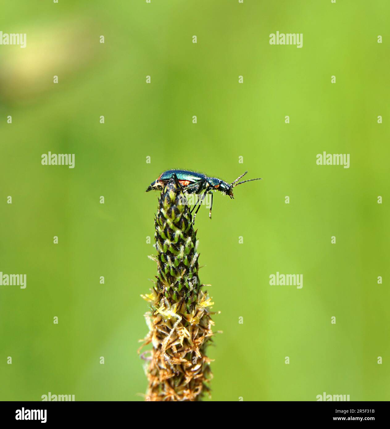 Close up Malachite beetle ,Malachius bipustulatus, family soft-winged flower beetles ,Melyridae, on a plantago . Stock Photo