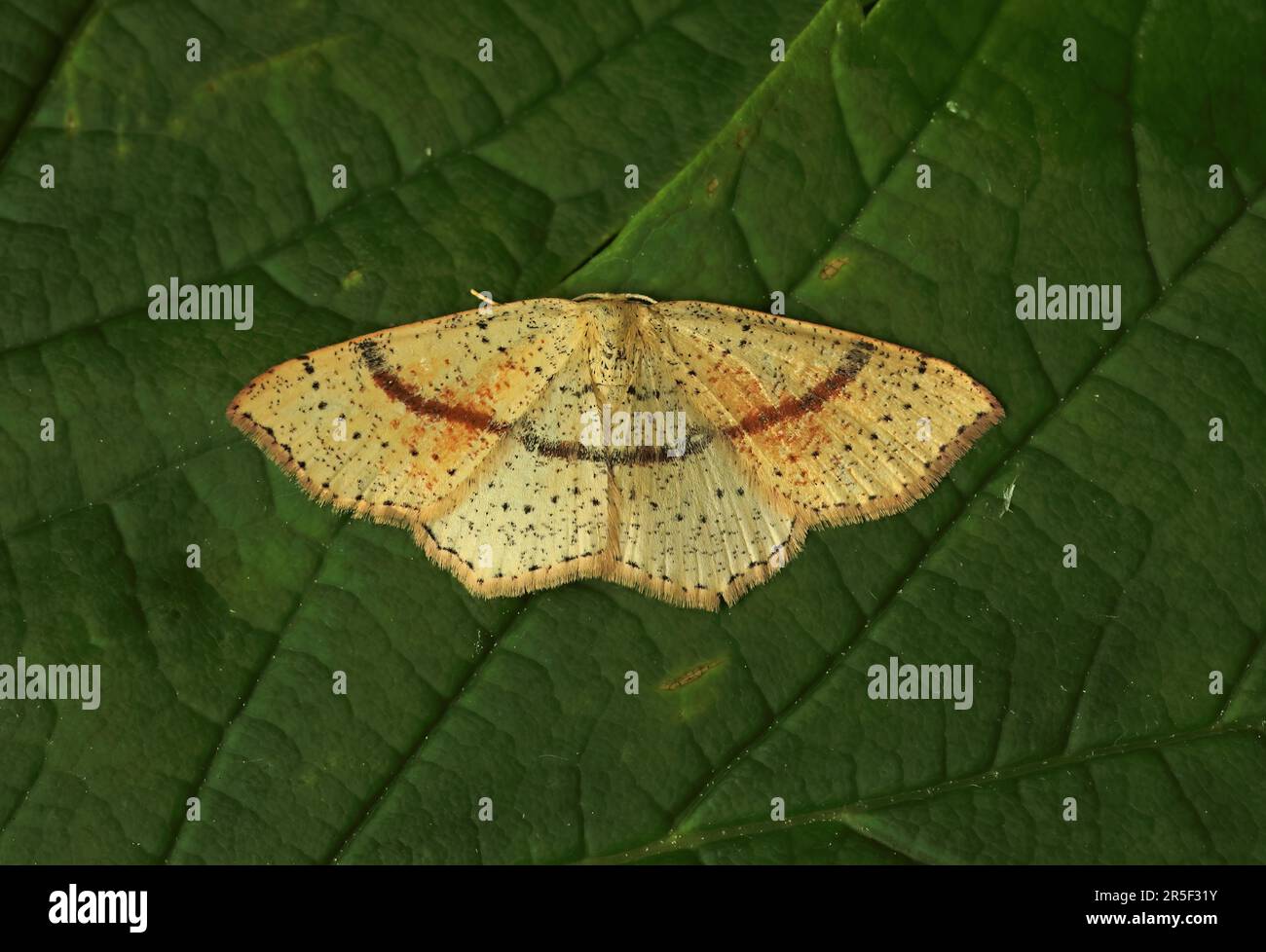 Maiden's Blush (Cyclophora punctaria) adult resting on leaf  Eccles-on-Sea, Norfolk         May Stock Photo