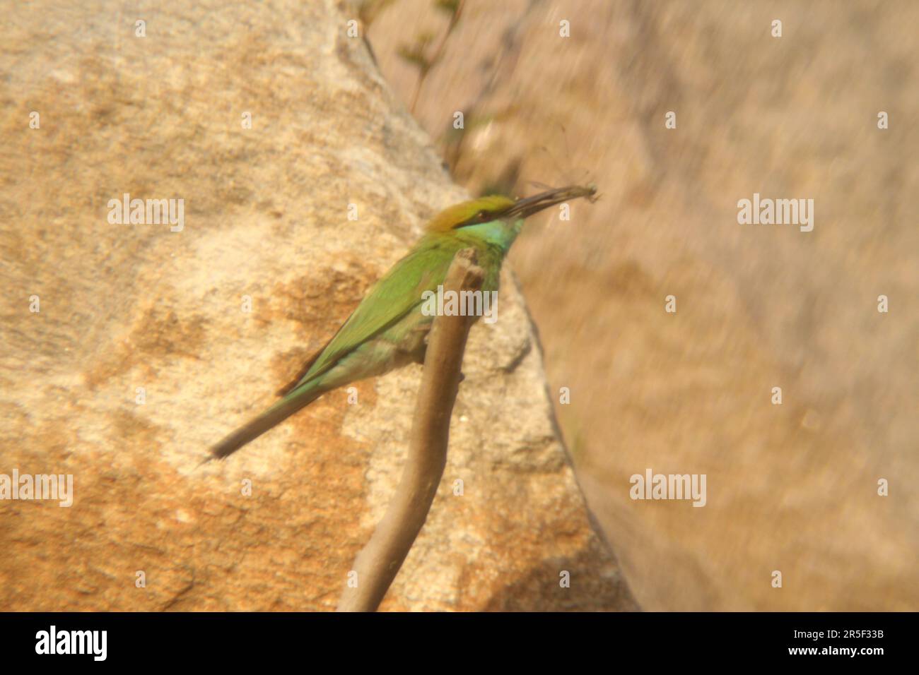 Asian Green Bee Eater Bird Stock Photo