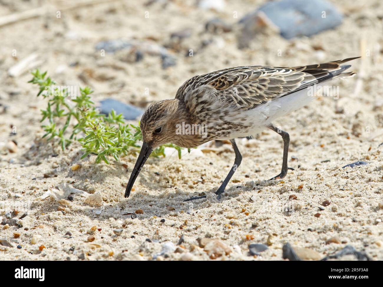 Norfolk Insects Picking off insects hi-res stock photography and images - Alamy