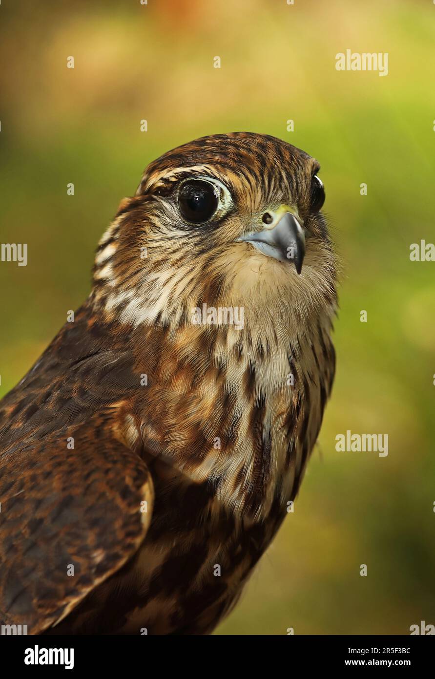 Merlin (Falco columbarius aesalon) close up of head of first winter male  Eccles-on-Sea, Norfolk              September Stock Photo
