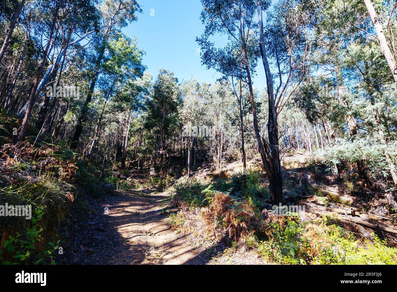 Mount Sugarloaf Ridge Track near Mason Falls in Kinglake National Park on a cool autumn day in Melbourne, Victoria, Australia Stock Photo