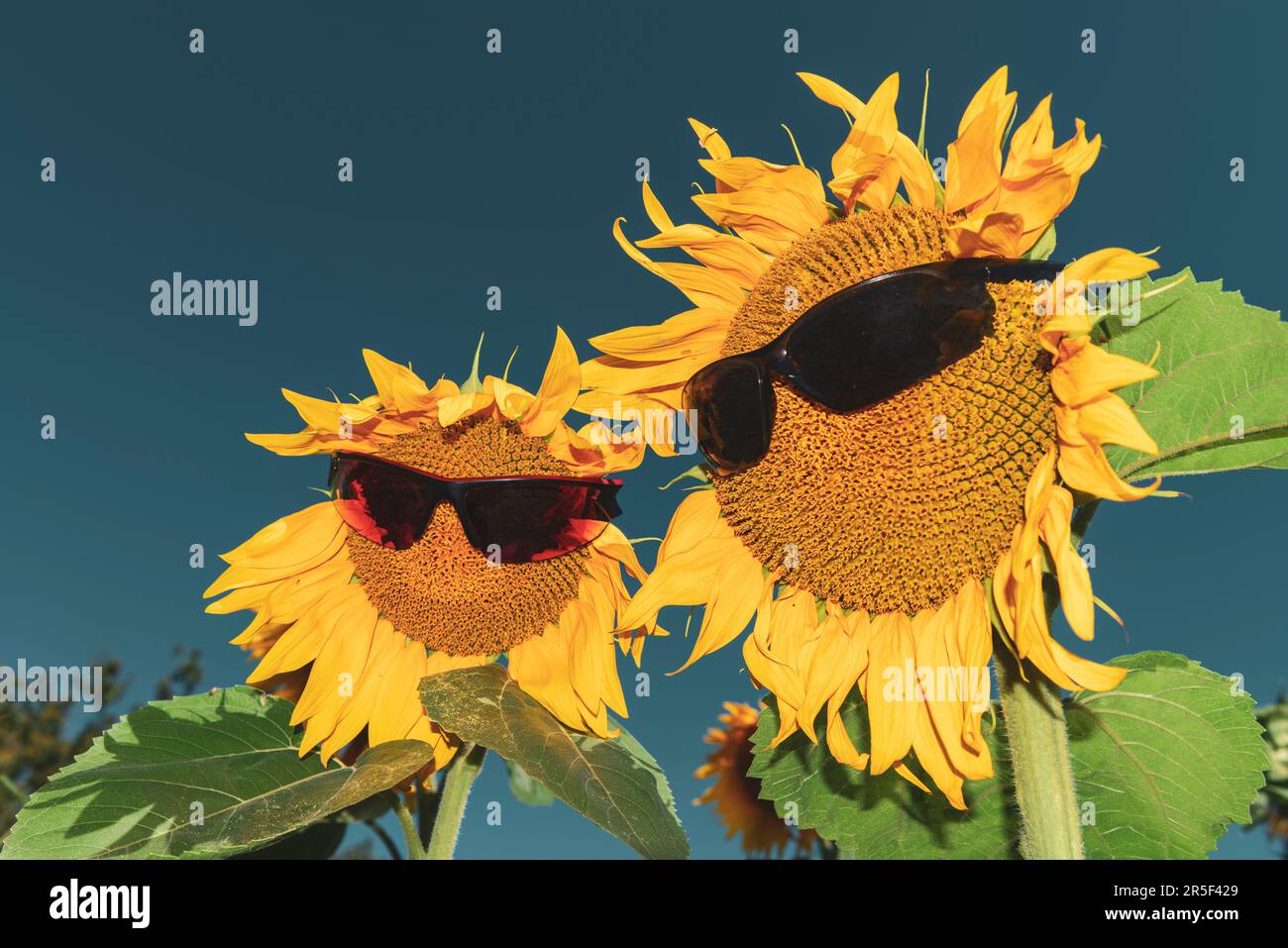 Funny sunflower couple wearing sunglasses.  Symbol of summer. Happy flowers Stock Photo