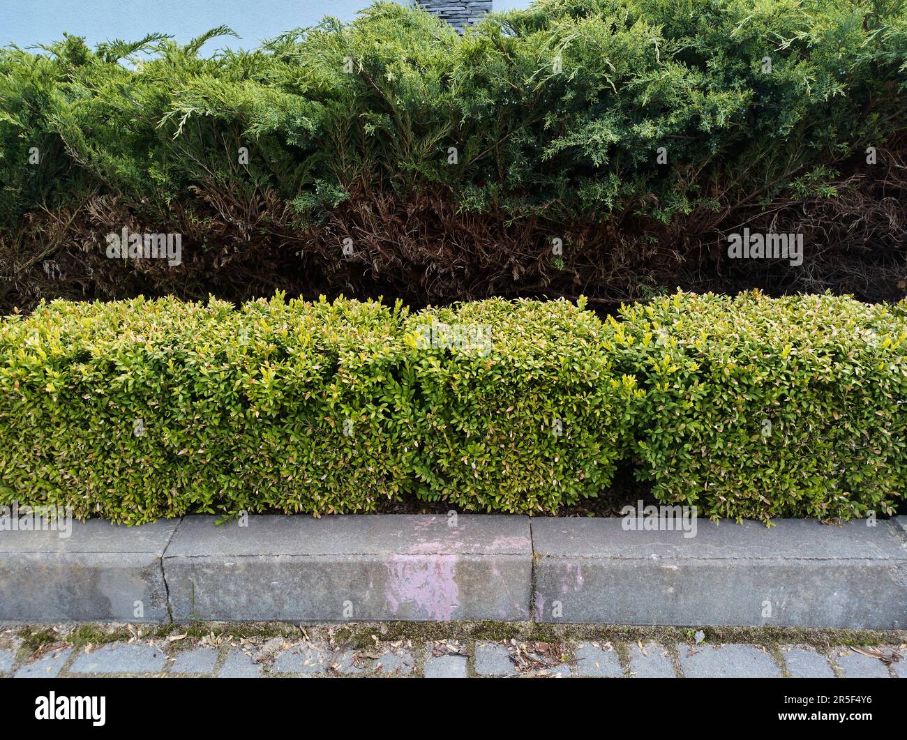 Hedges of evergreen shrubs along the sidewalk in the square. Shrubs