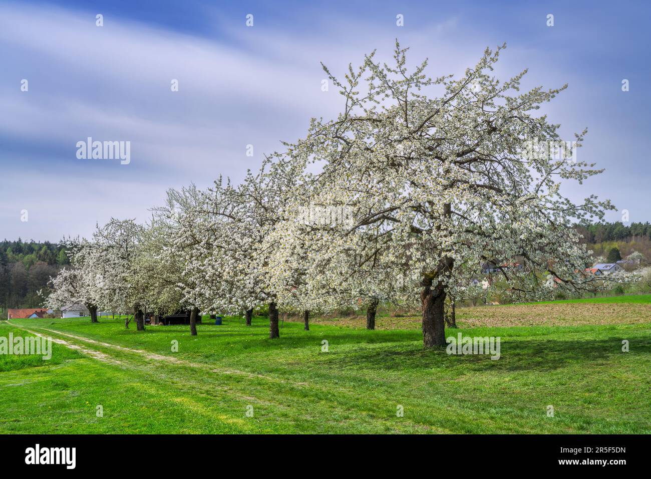 Spring scenic with white  flowering cherry trees Stock Photo