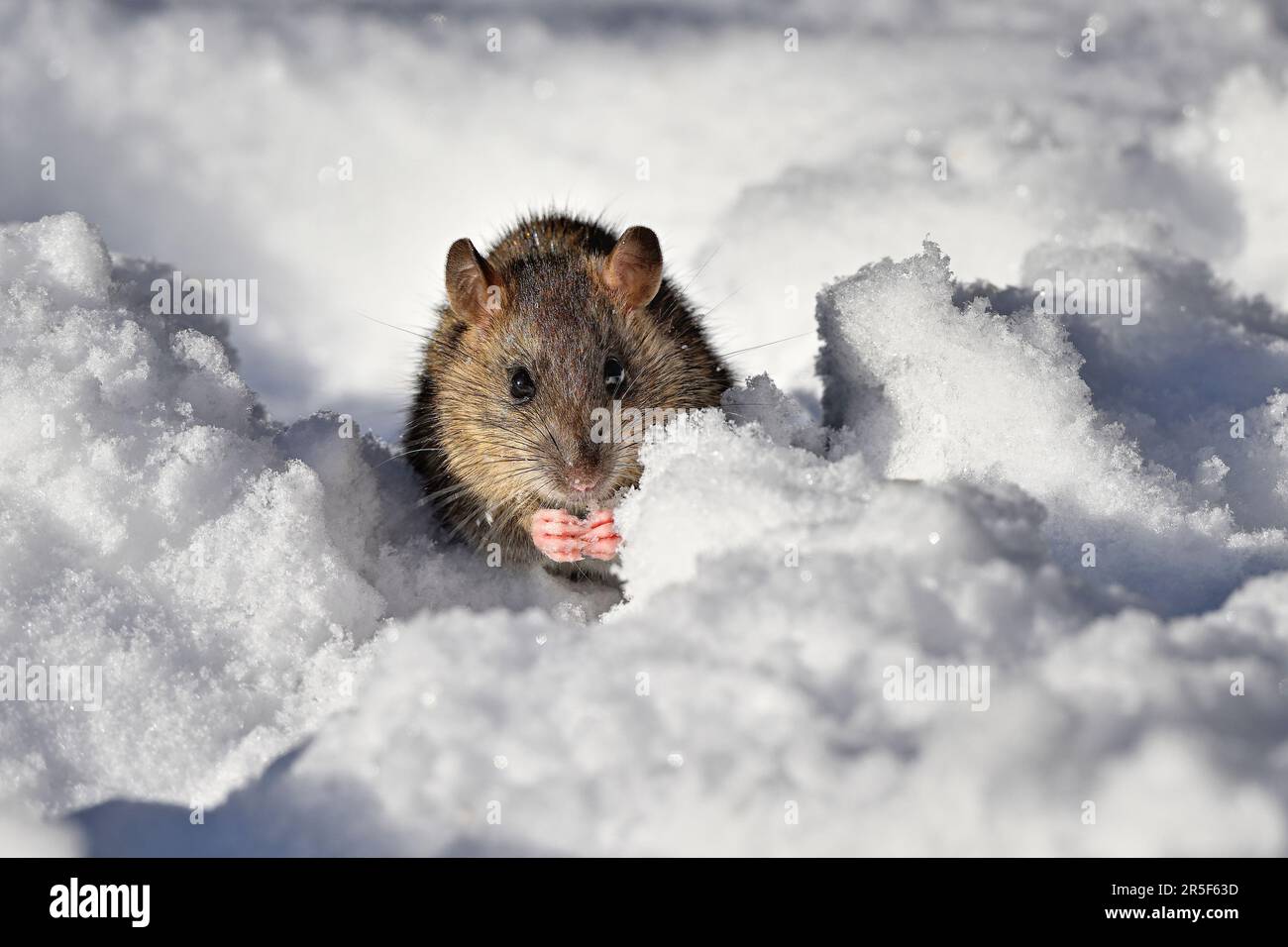 Rat on the snow in cold winter day. Stock Photo