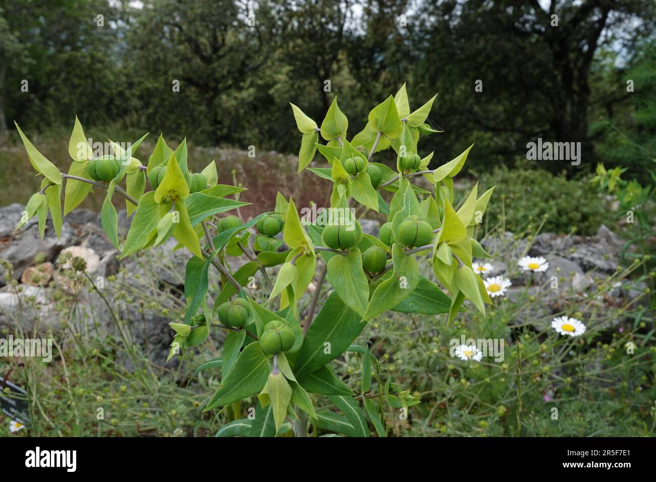 Natural closeup on the caper or paper spurge, Euphorbia lathyris in a meadow Stock Photo