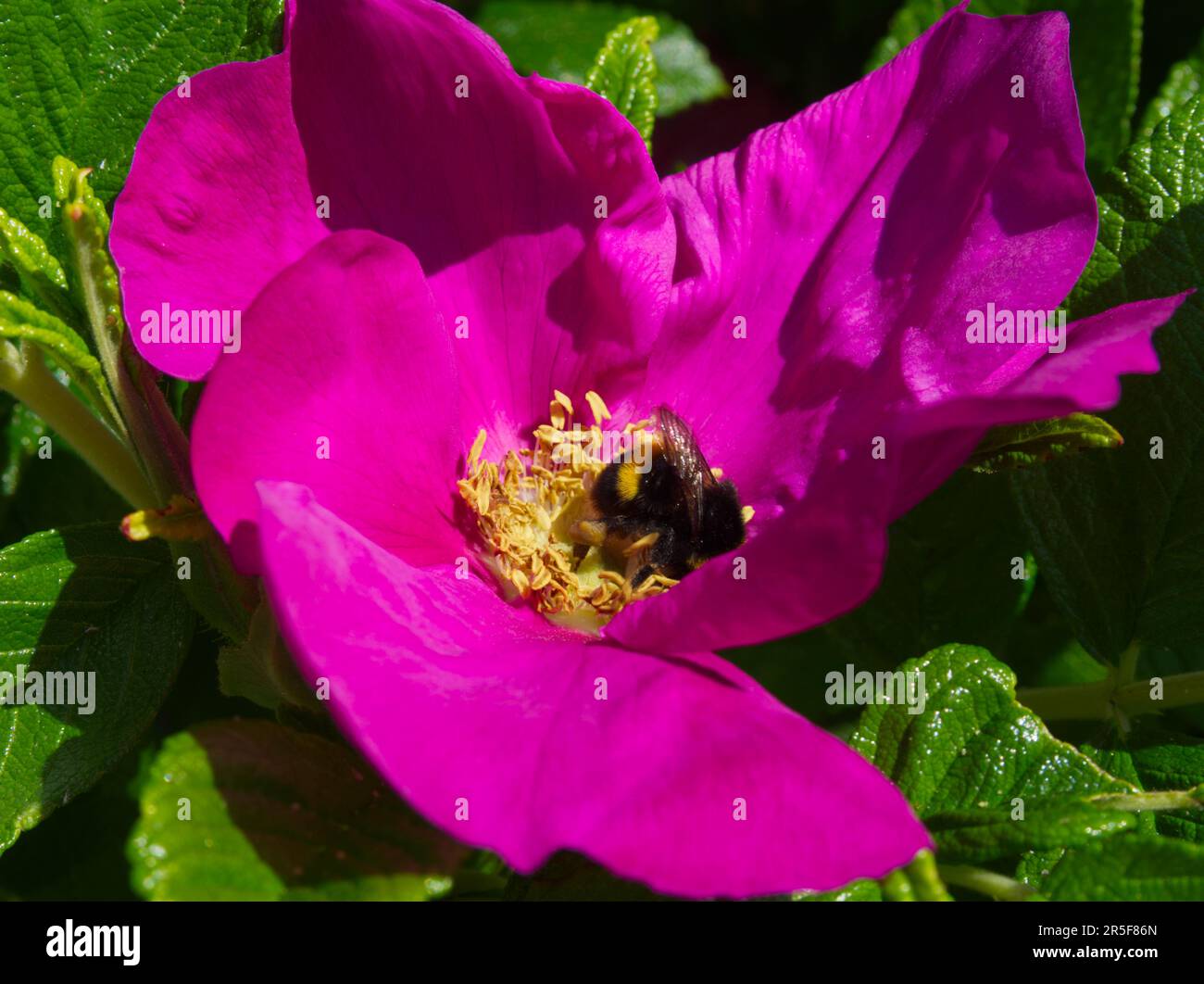Bumblebee in rosa rugosa Stock Photo