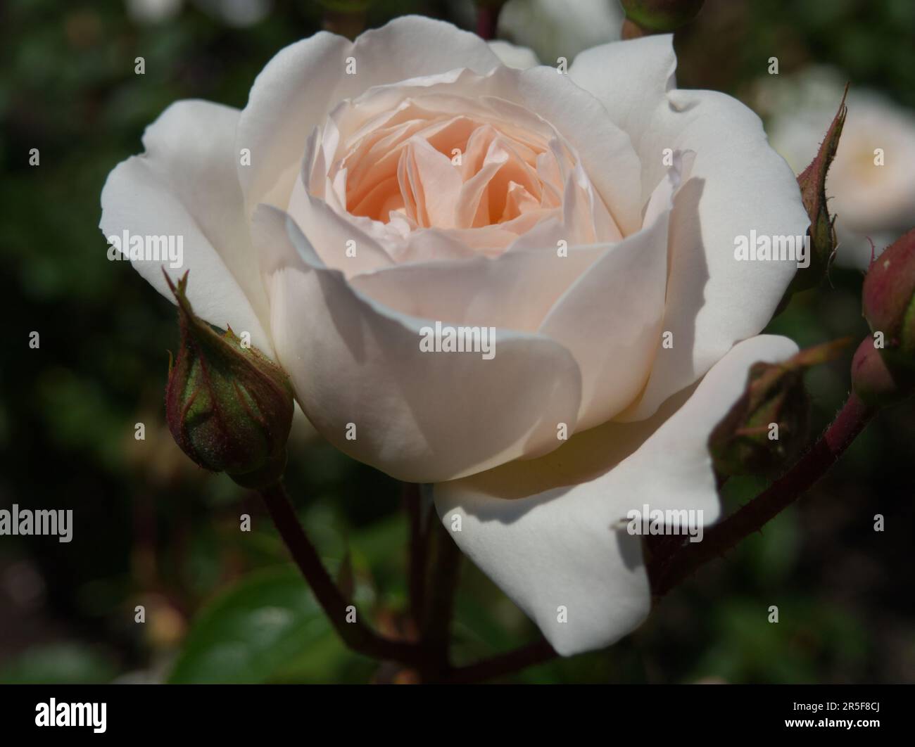 Pale pink Rose Desdemona Stock Photo