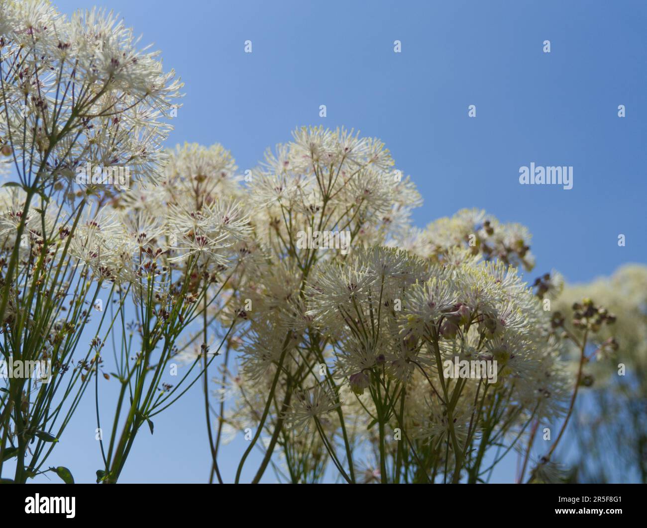 White thalictrum flowers against a blue sky Stock Photo