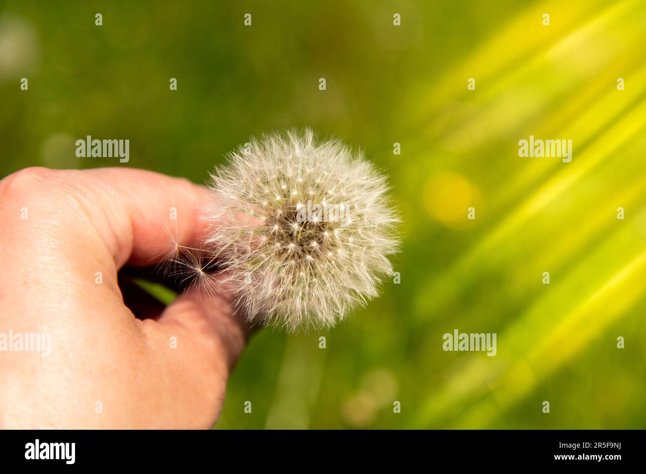 A dandelion clock close up with a hand holding it with sun rays on a green background Stock Photo