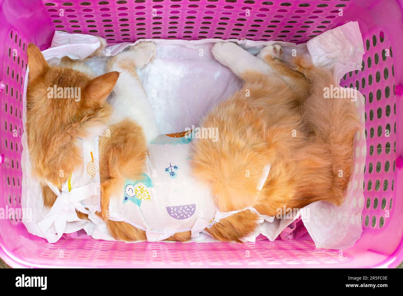 A ginger cat bandaged after a sterilization operation under anesthesia