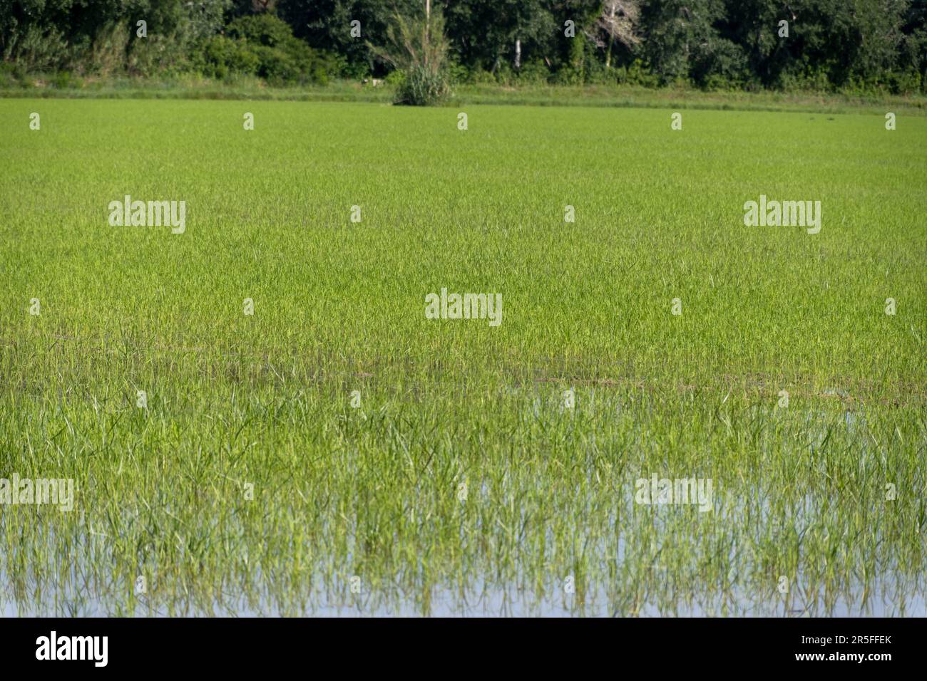 Cultivation of rice cereals in Camargue, Provence, France. Rice plants ...
