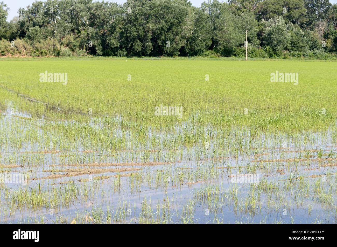 Cultivation of rice cereals in Camargue, Provence, France. Rice plants ...