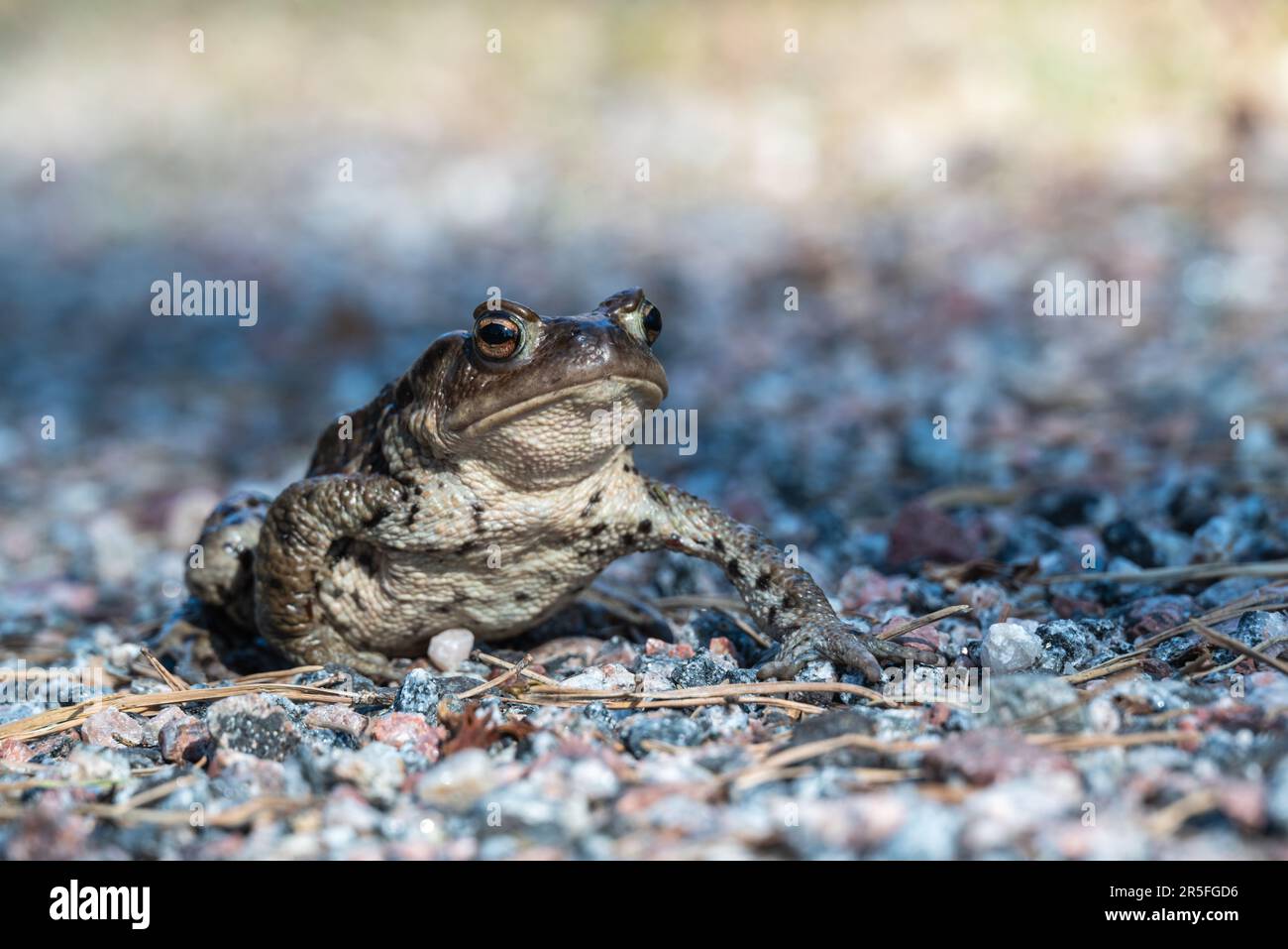 Close-up of a frog from ground level, picture from Ljusne, Sweden. Stock Photo