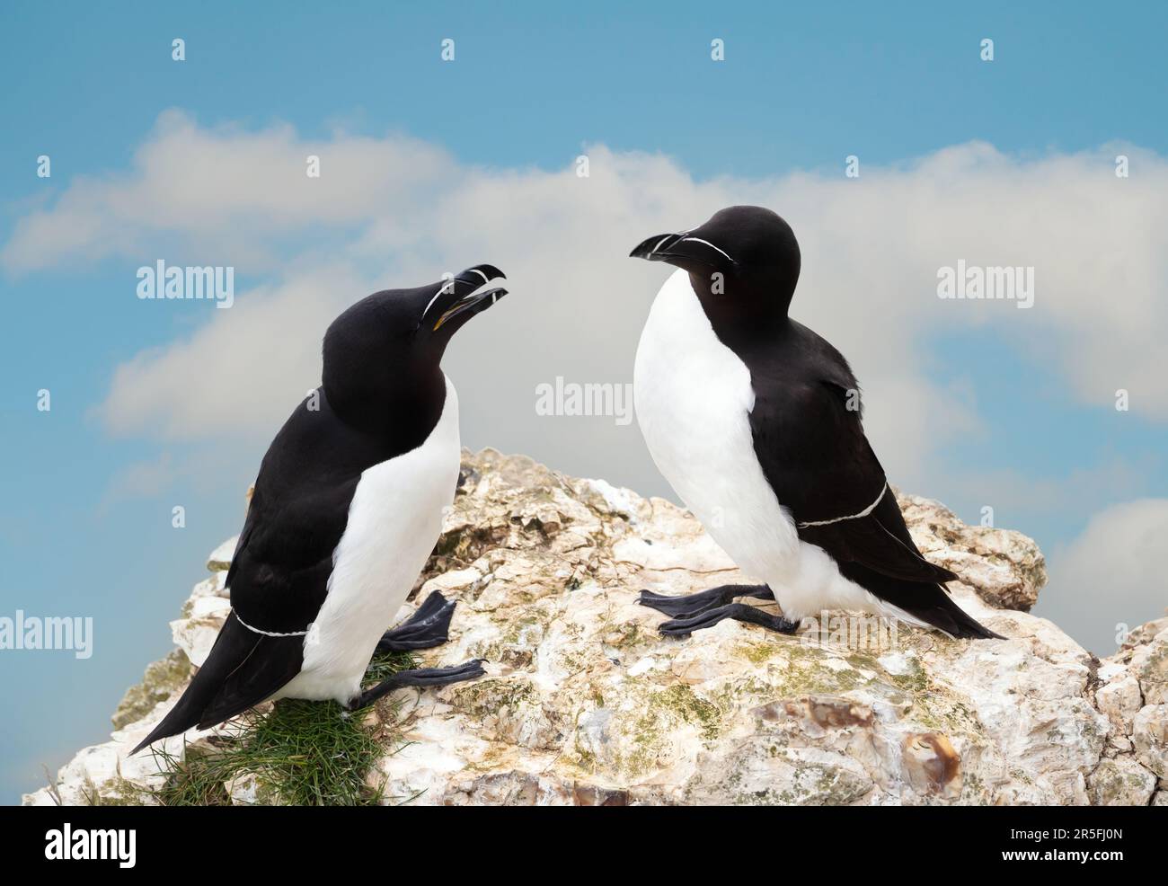 Close-up of two bonding Razorbills on Bempton Cliffs, UK Stock Photo ...