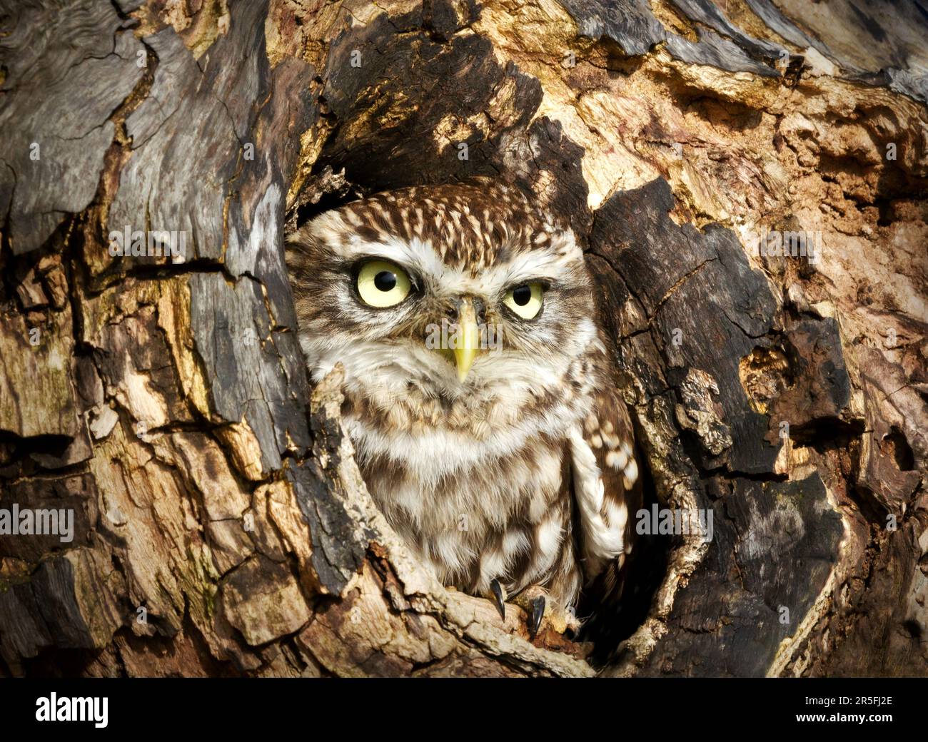 Close-up of a little owl perched in a tree trunk hole, UK. Stock Photo