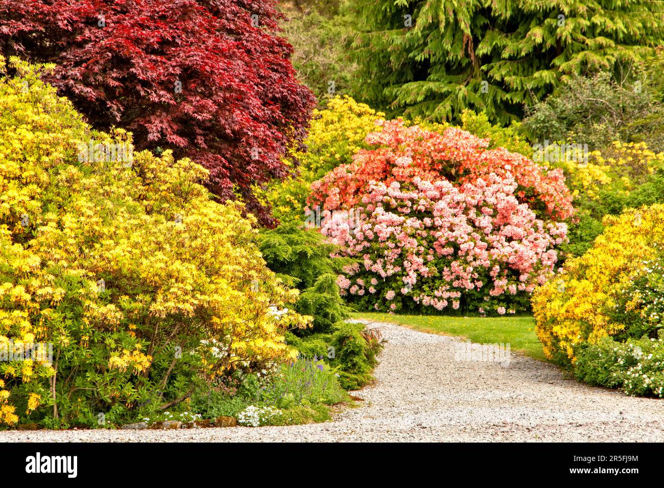 Attadale Gardens Wester Ross Scotland the gardens Acer tree yellow Azalea flowers and pink and orange Rhododendron flowers Stock Photo