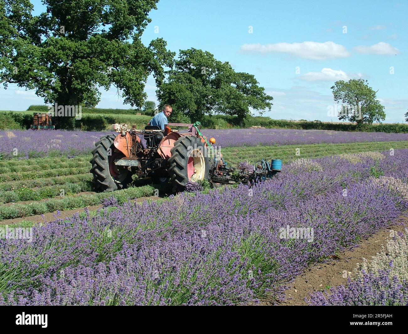 Lavender flowers being harvested at the Somerset Lavender farm at