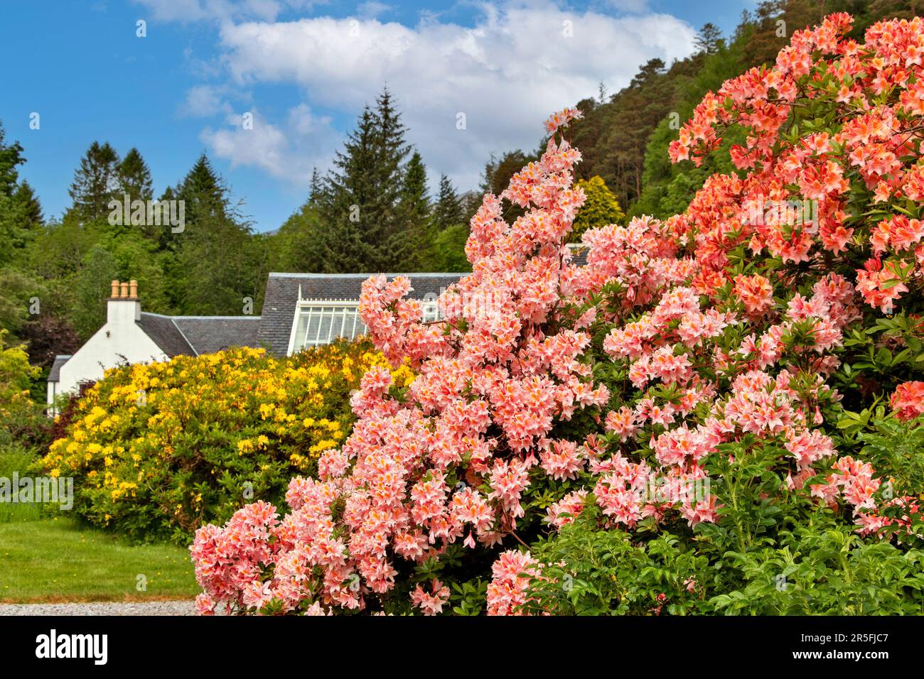 Attadale Gardens Wester Ross Scotland the gardens greenhouse and yellow Azalea flowers and pink and orange Rhododendron flowers Stock Photo