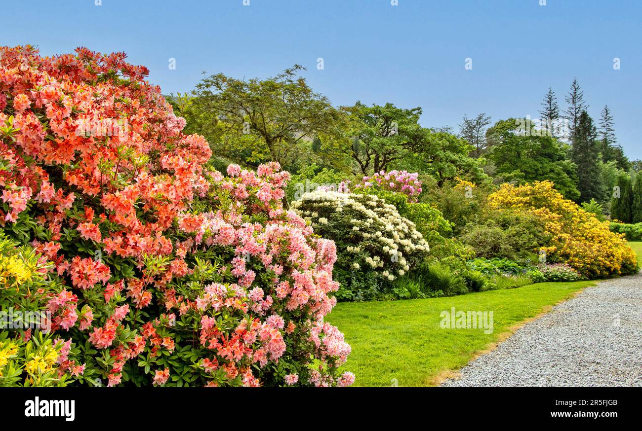 Attadale Gardens Wester Ross Scotland the gardens pathway lined by yellow Azalea flowers and pink and orange Rhododendron flowers Stock Photo