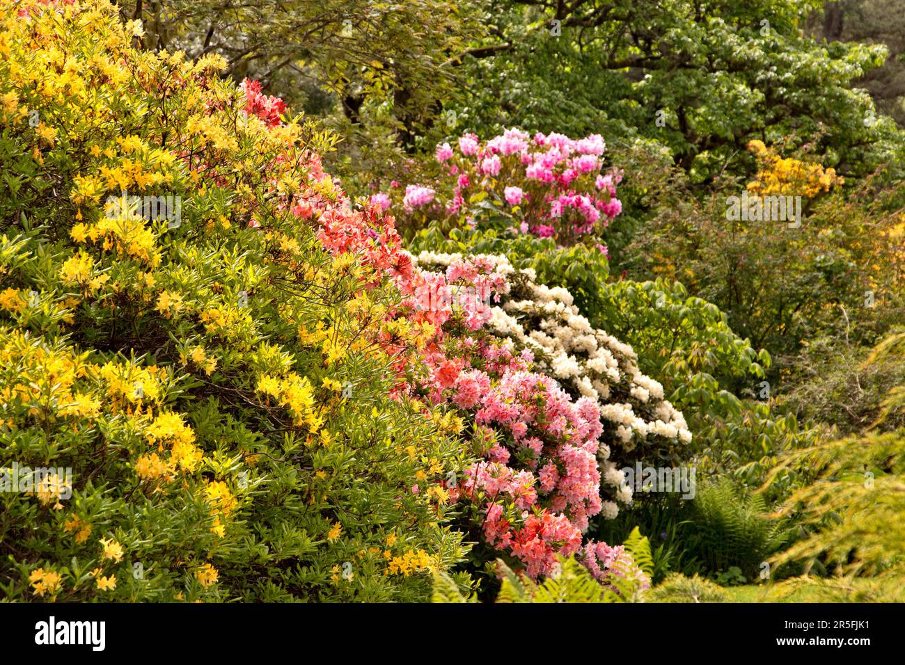 Attadale Gardens Wester Ross Scotland the gardens with yellow Azalea flowers and pink and white Rhododendron flowers Stock Photo