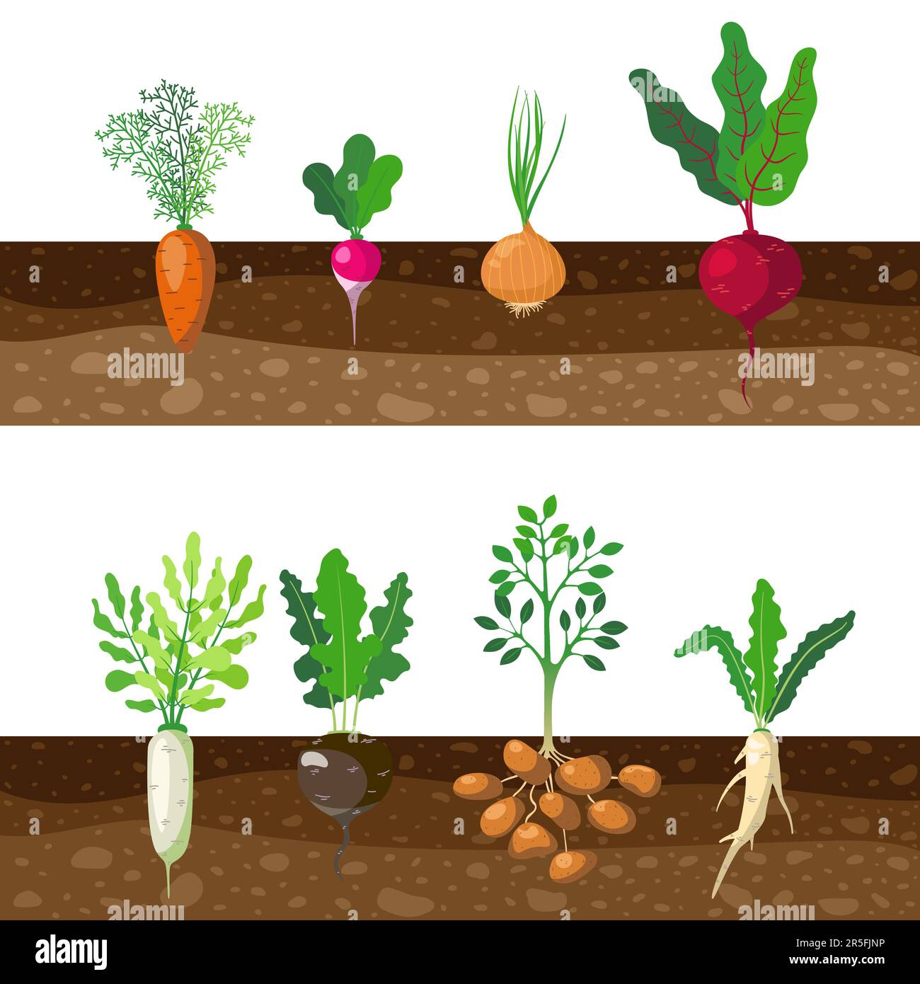 root vegetables growing