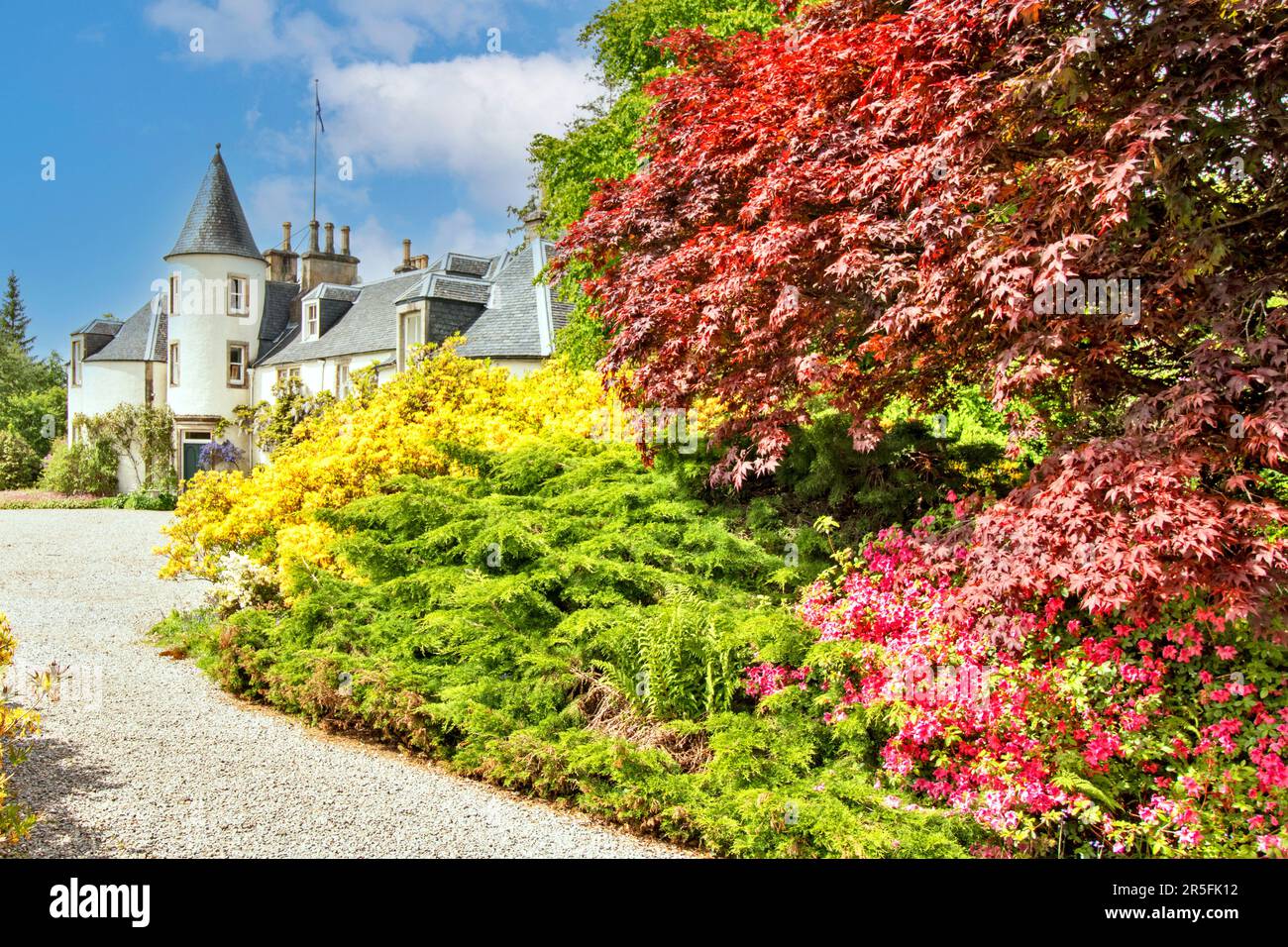 Attadale Gardens Wester Ross Scotland the white house and gardens a red Acer tree and fragrant yellow Azalea flowers Stock Photo