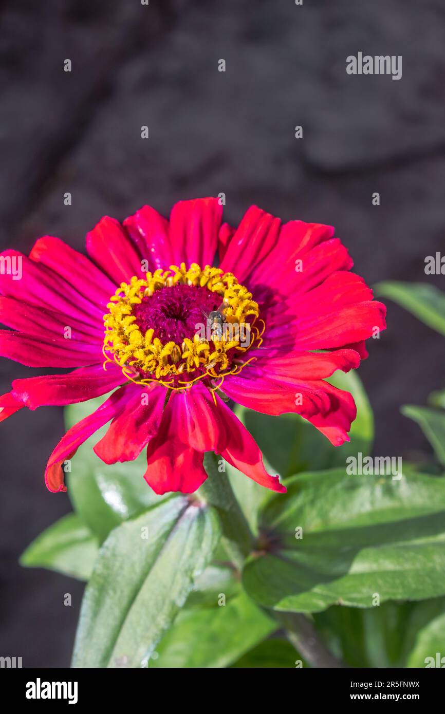 Vibrant (Zinnia Elegans) Zinnia Blooms - Colorful Garden Flowers during springtime, South Africa Stock Photo