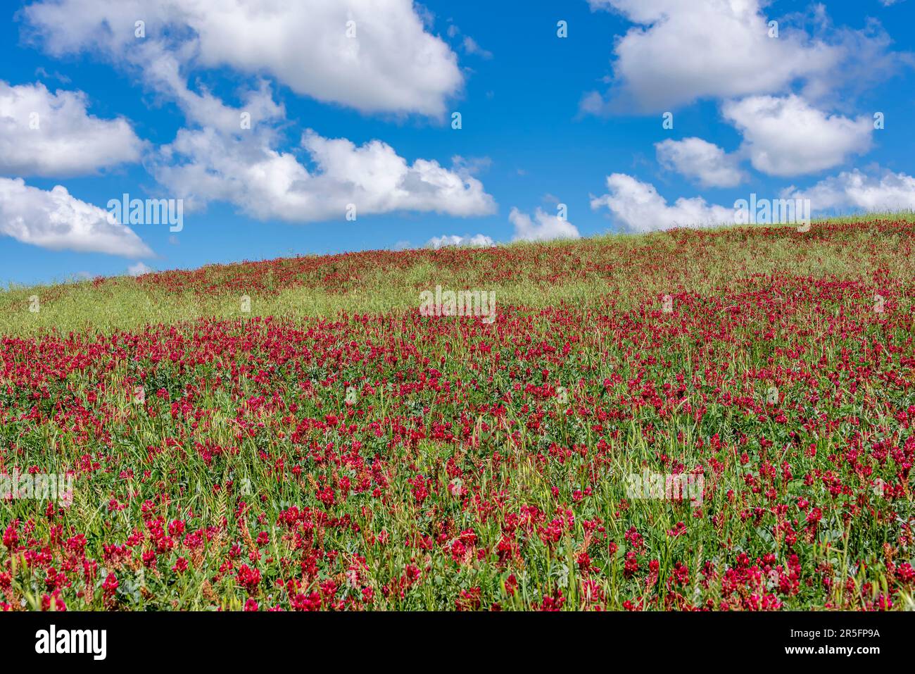 A hillside covered in the red flowers of Hedysarum coronarium, commonly called French honeysuckle, in the Tuscan countryside, near Orciano Pisano, Ita Stock Photo