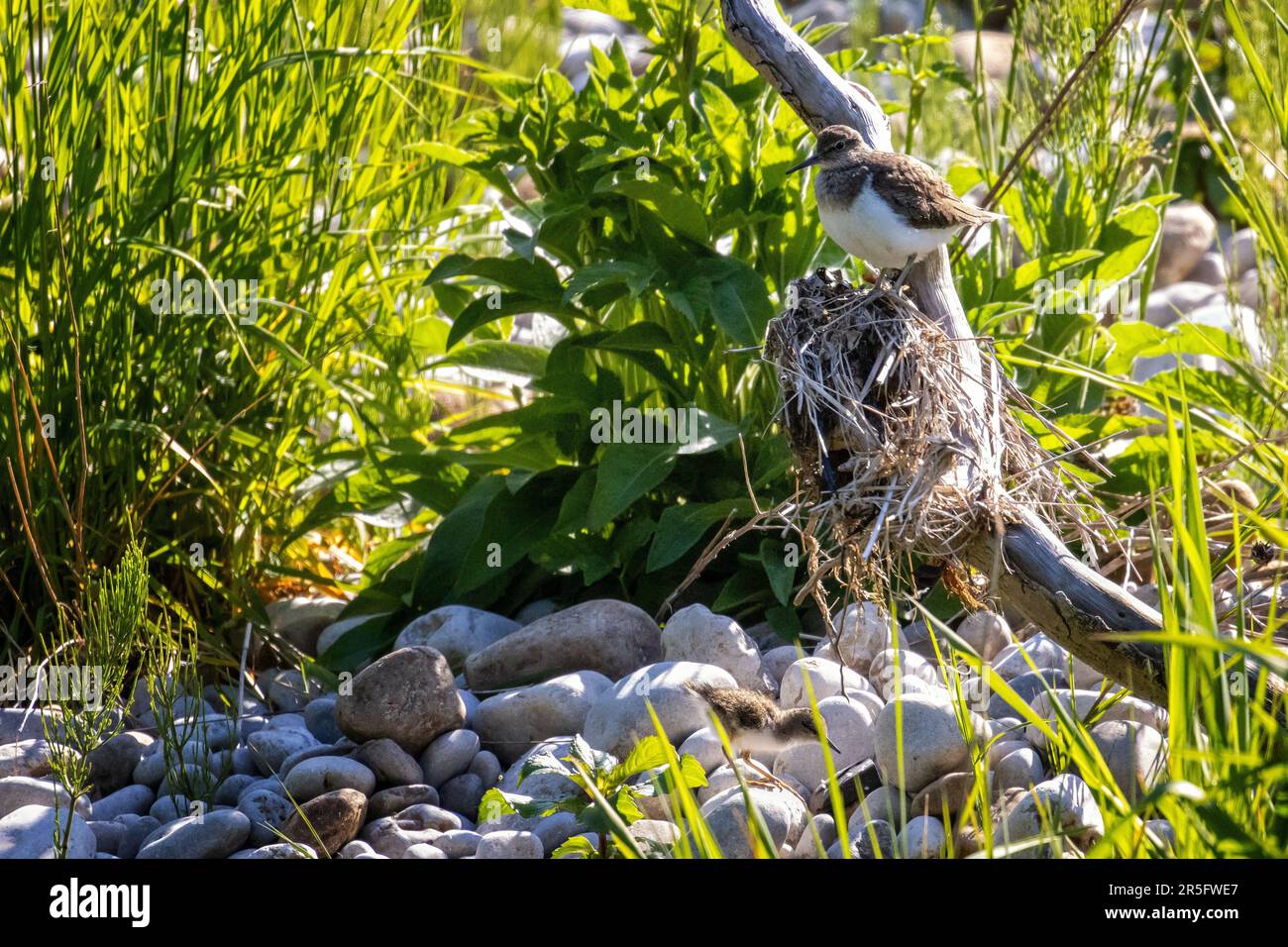 UK wildlife: Common sandpiper chick on river cobbles with adult parent calling from branch above, River Wharfe, North Yorkshire, England. Stock Photo