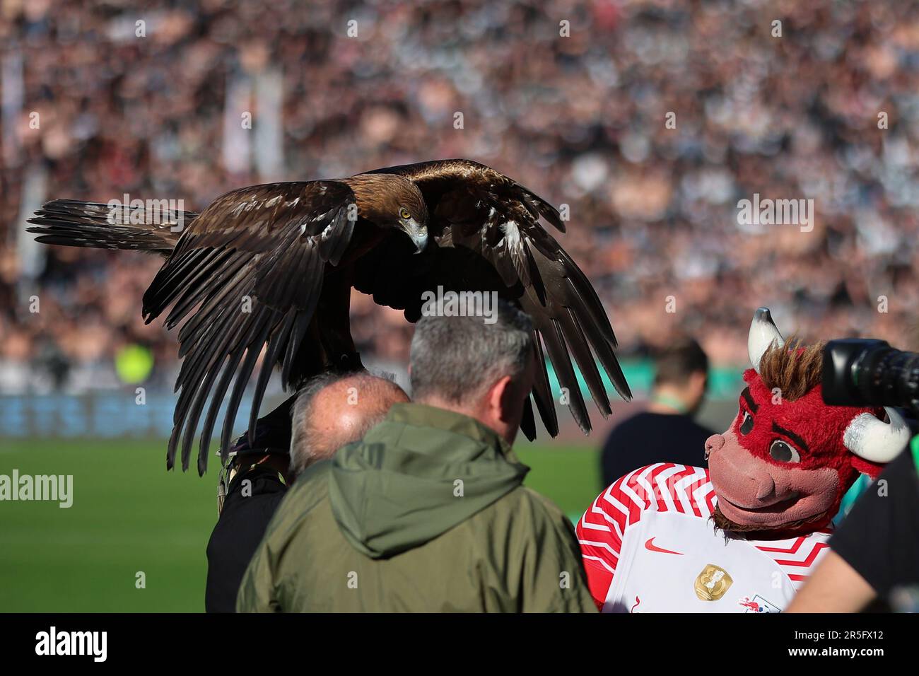 Berlin, Germany. 03rd June, 2023. Soccer: DFB Cup, RB Leipzig - Eintracht Frankfurt, final at the Olympiastadion, Frankfurt's mascot golden eagle 'Attila' and Leipzig's mascot 'Bulli' can be seen on the pitch before the match. IMPORTANT NOTE: In accordance with the requirements of the DFL Deutsche Fußball Liga and the DFB Deutscher Fußball-Bund, it is prohibited to use or have used photographs taken in the stadium and/or of the match in the form of sequence pictures and/or video-like photo series. Credit: Jan Woitas/dpa/Alamy Live News Stock Photo