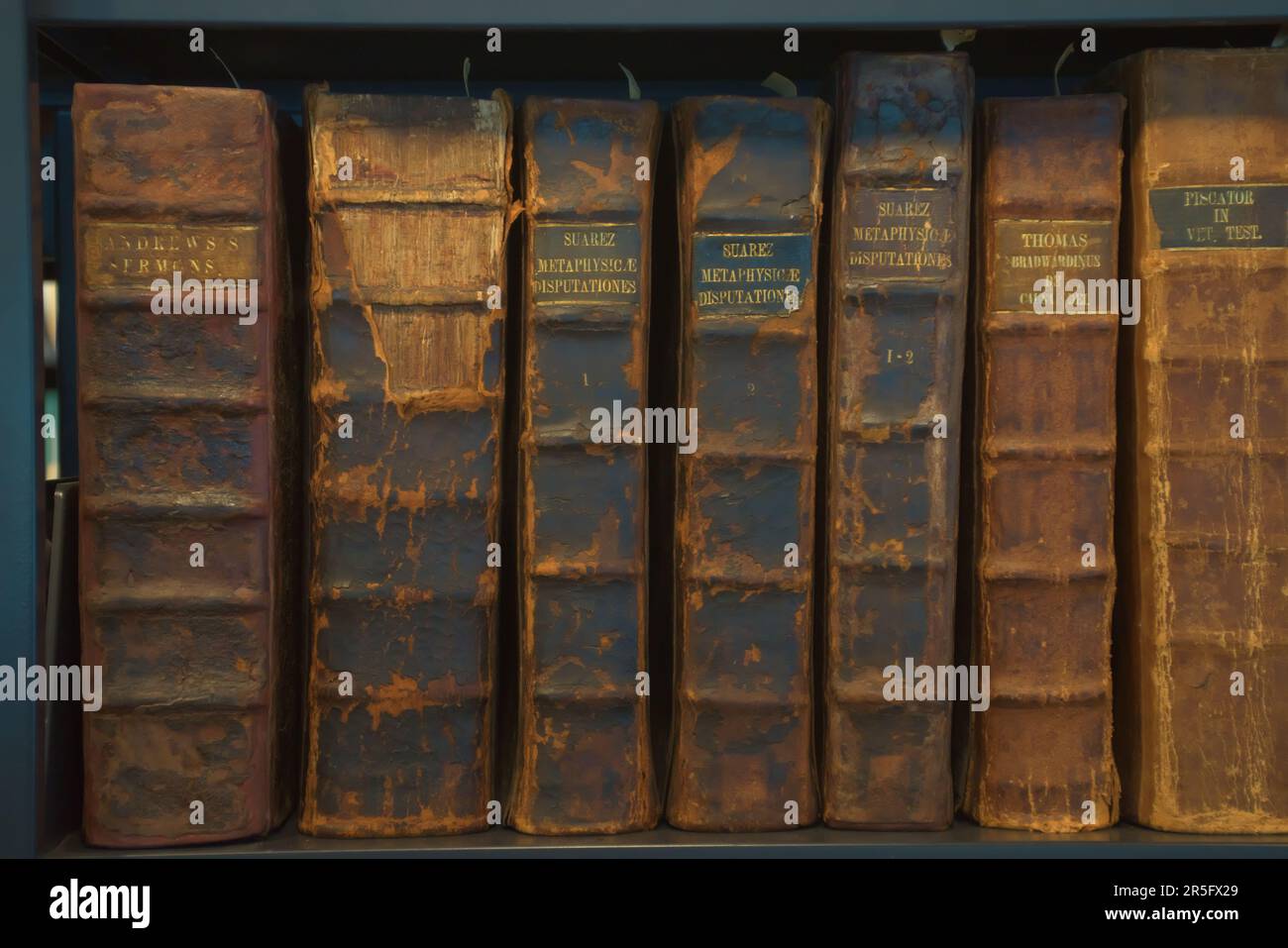 A shelf of rare and treasured books catalogued and displayed at the