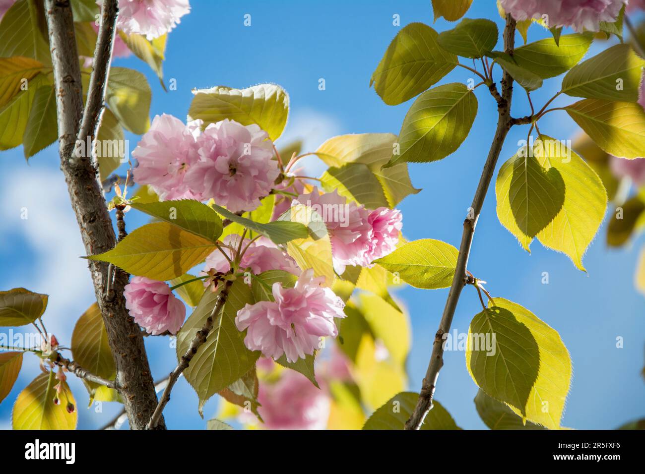 Closeup of a branch of Japanese cherry (Prunus Kanzan) on a sunny day in the spring with lots of beautiful pink blossoms. Horizontal image with select Stock Photo