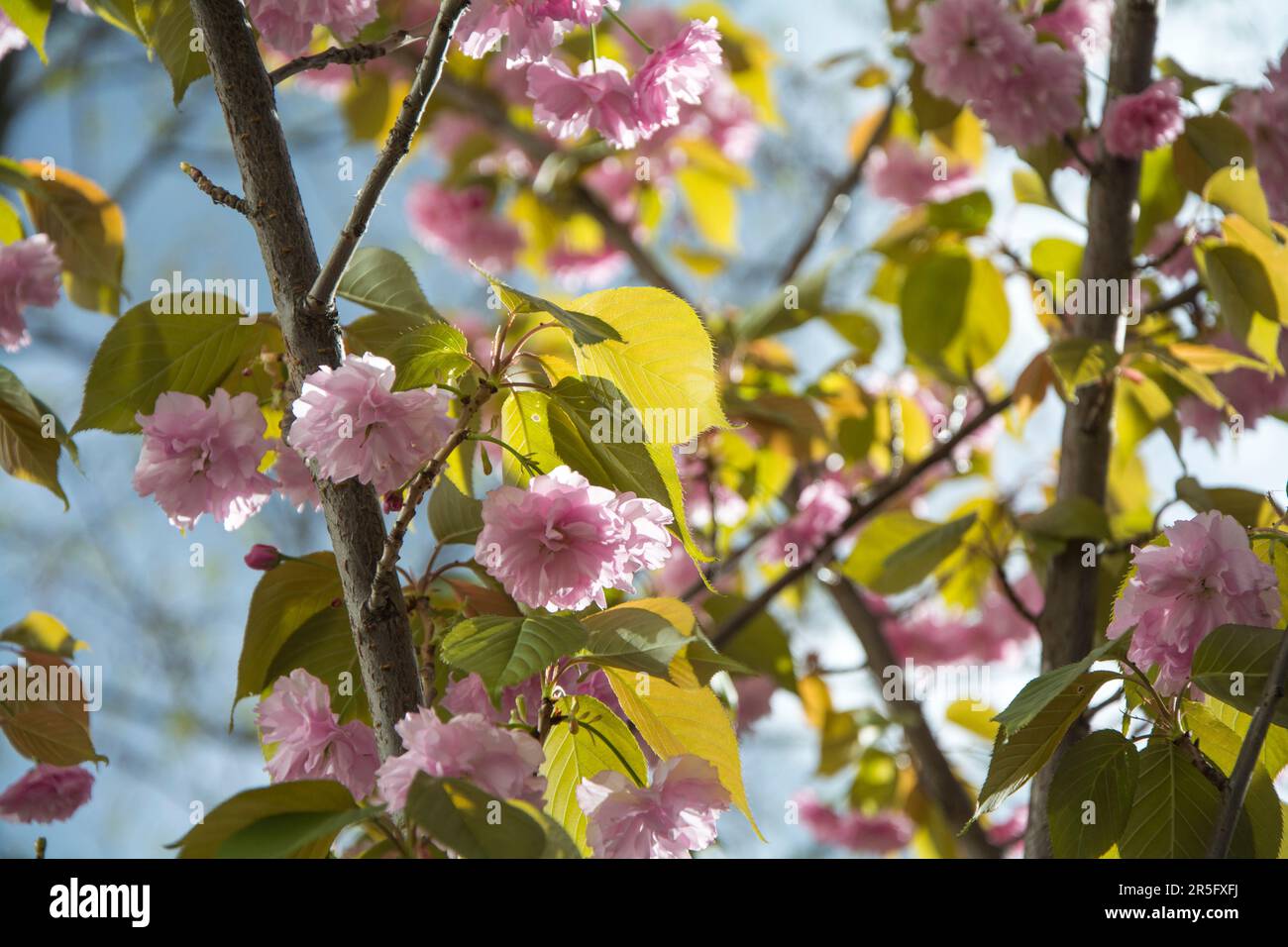 Closeup of a branch of Japanese cherry (Prunus Kanzan) on a sunny day in the spring with lots of beautiful pink blossoms. Horizontal image with select Stock Photo