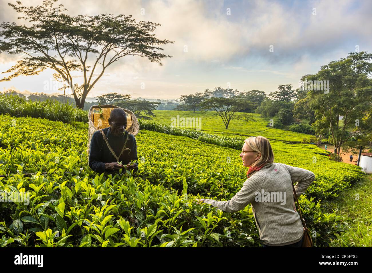 Early in the morning, tea pluckers begin in the fields of Satemwa Estate. Guests at Huntingdon House can watch the tea harvest up close. Satemwa tea and coffee plantation near Thyolo, Malawi Stock Photo