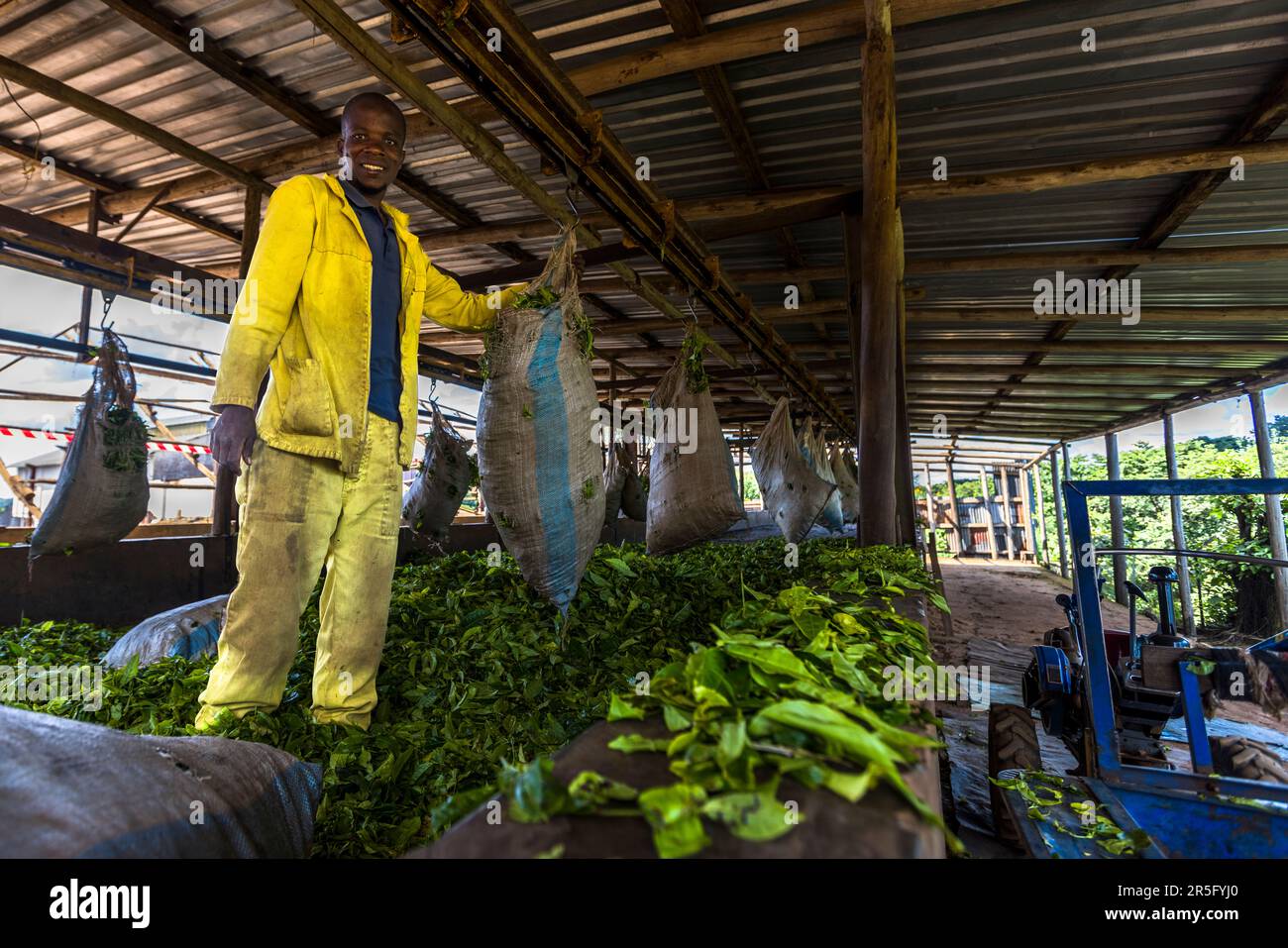 First drying of the tea leaves. Worker empties the bags and spreads out ...