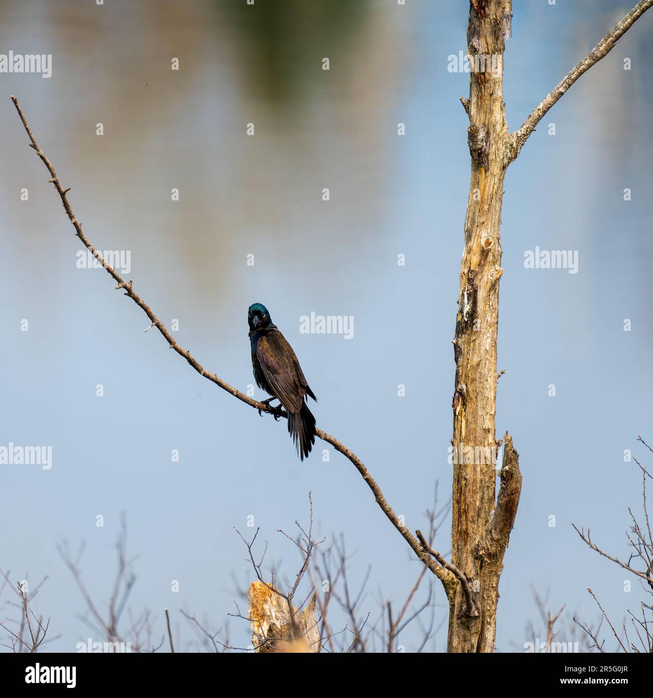 Common grackle giving s menacing stare over it's shoulder Stock Photo
