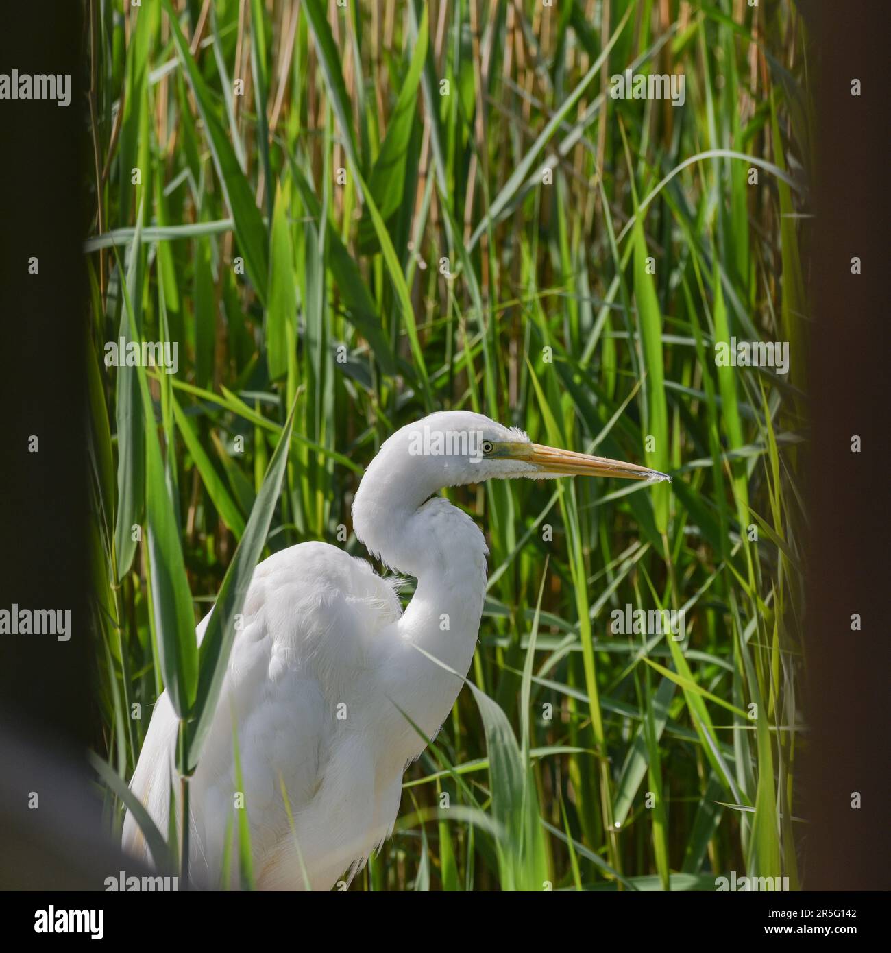Beautiful Great White Egret bird in reed bed on lake in Spring sunshine ...