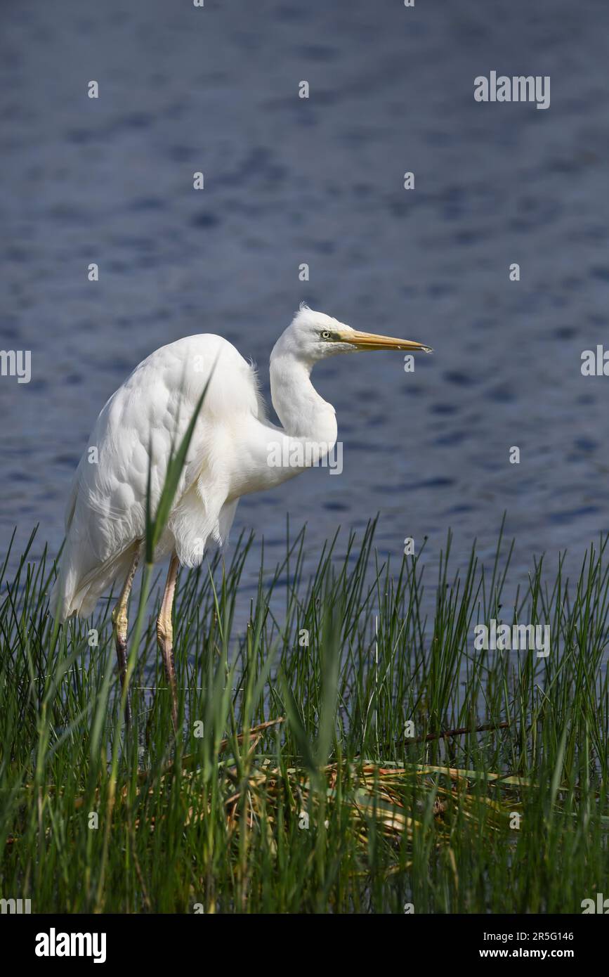 Beautiful Great White Egret bird in reed bed on lake in Spring sunshine ...