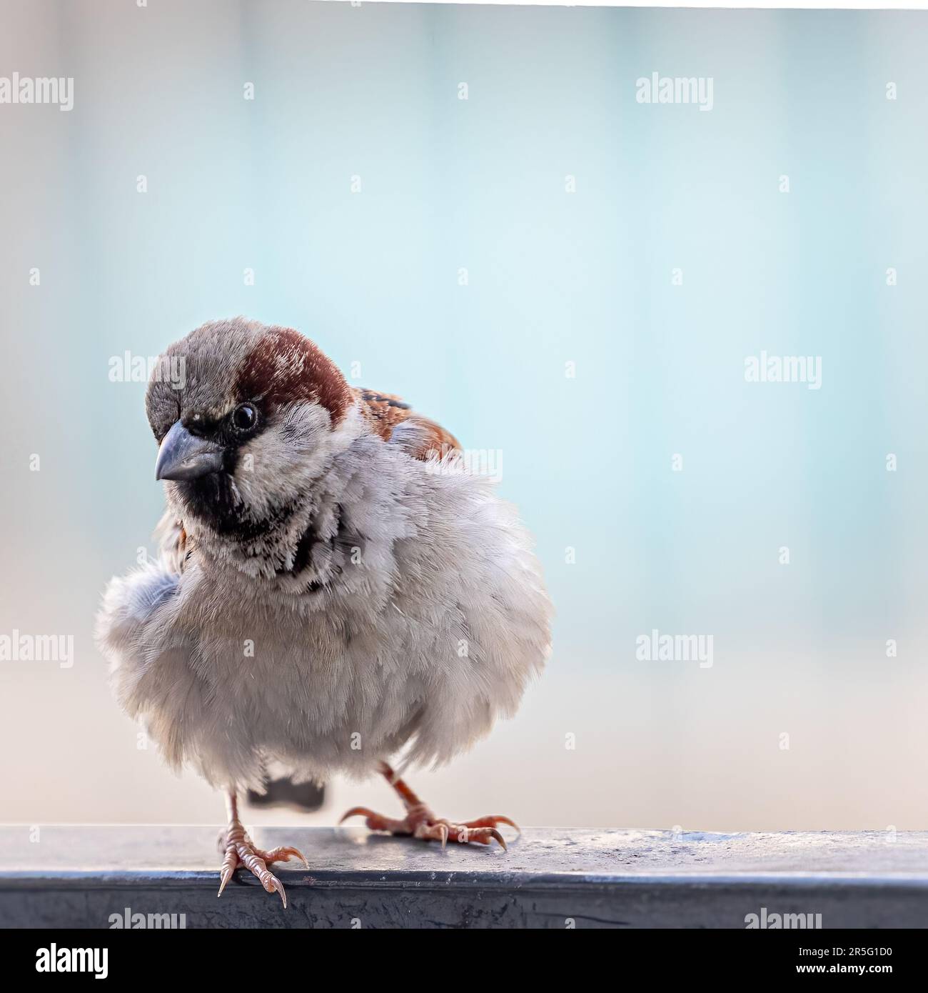 House sparrow flock tree hi-res stock photography and images - Alamy
