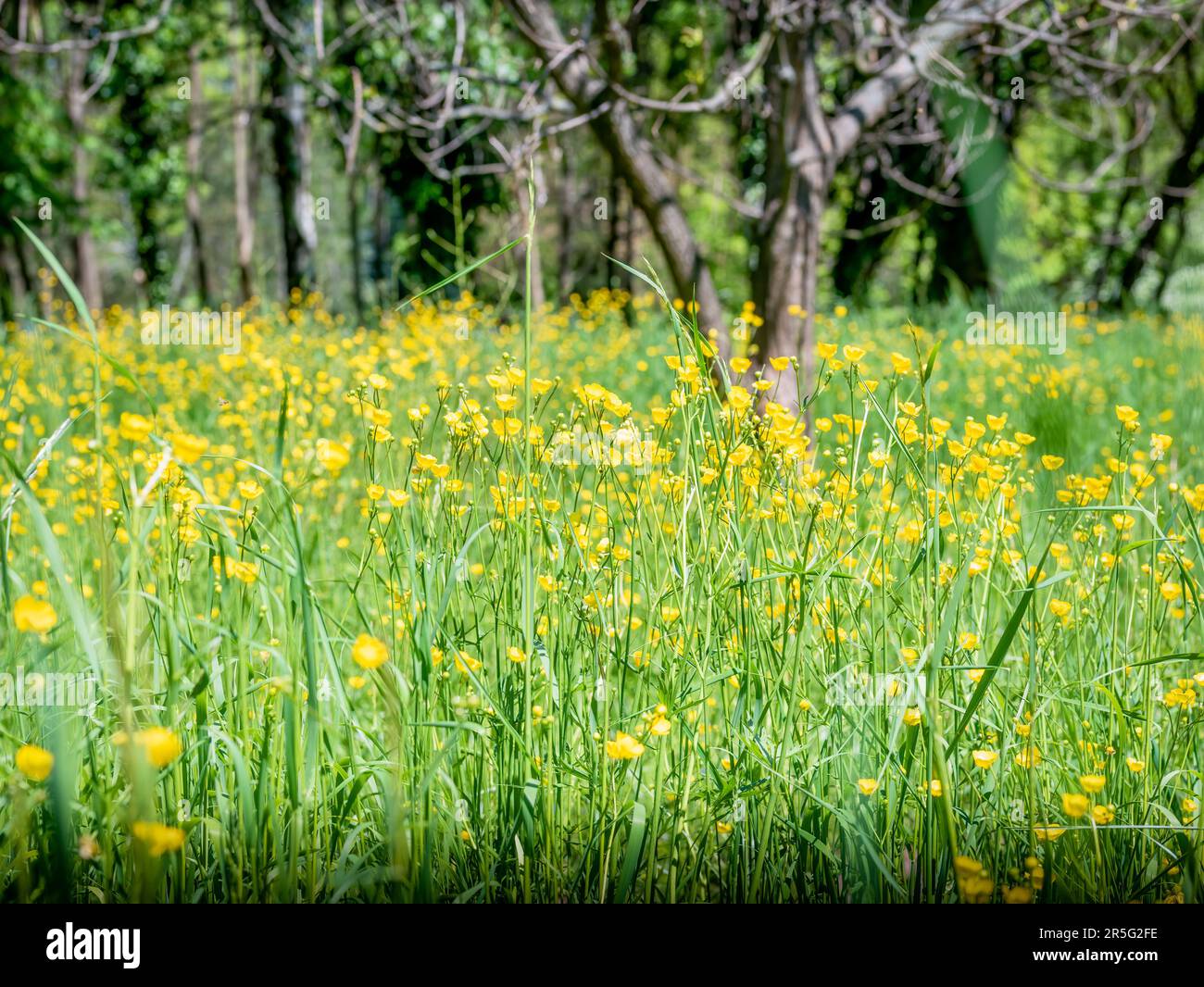Spring landscape with a field full of small yellow Ranunculus repens buttercup flowers. Stock Photo