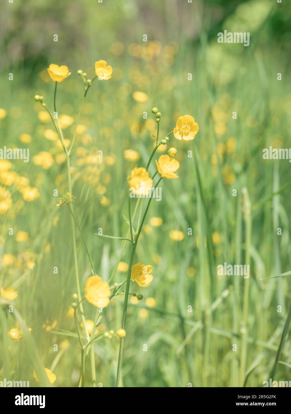 Spring landscape with a field full of small yellow Ranunculus repens buttercup flowers. Stock Photo